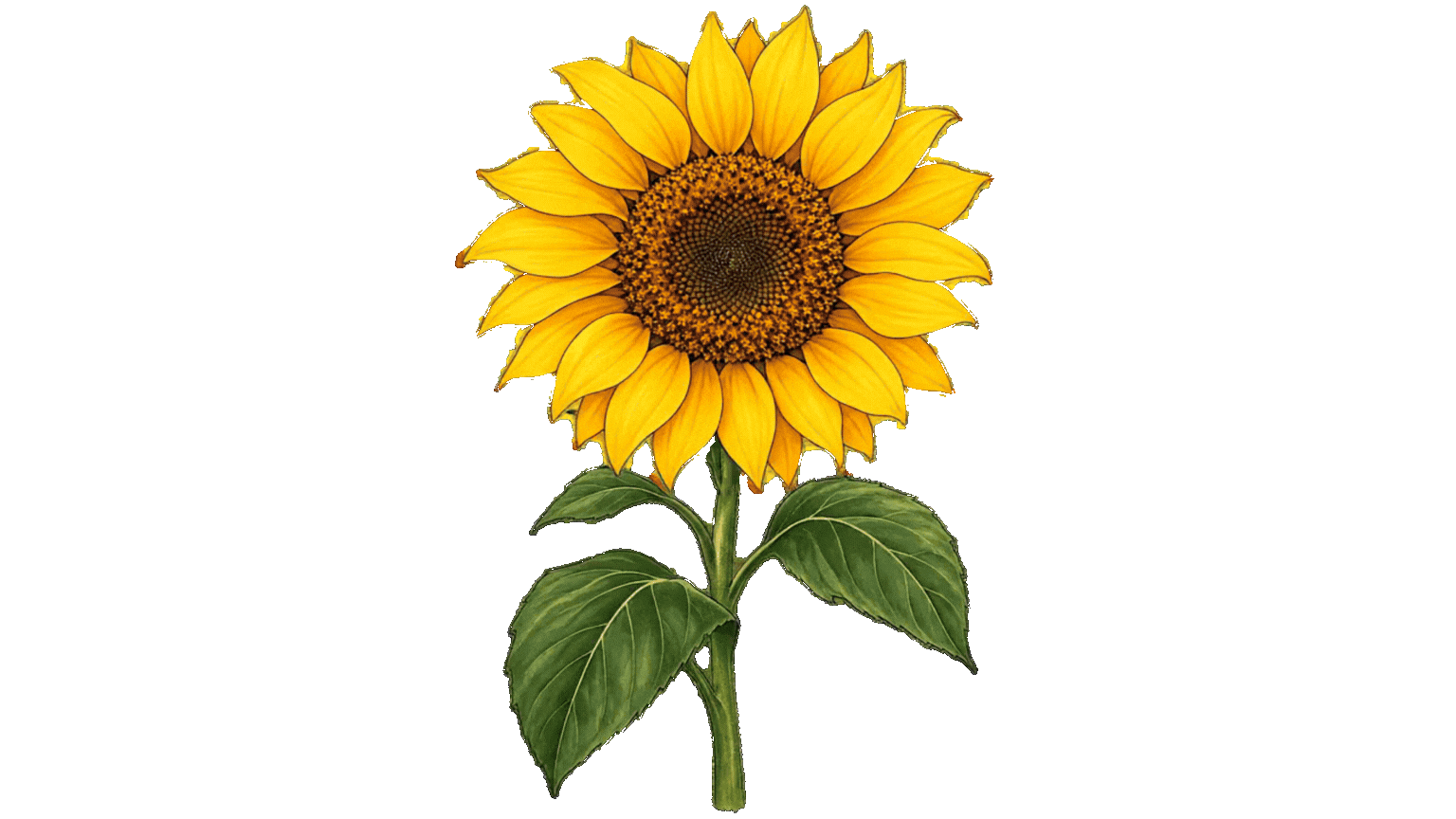 Girasol